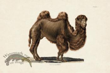 FNH 03 Camel